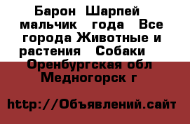 Барон (Шарпей), мальчик 3 года - Все города Животные и растения » Собаки   . Оренбургская обл.,Медногорск г.